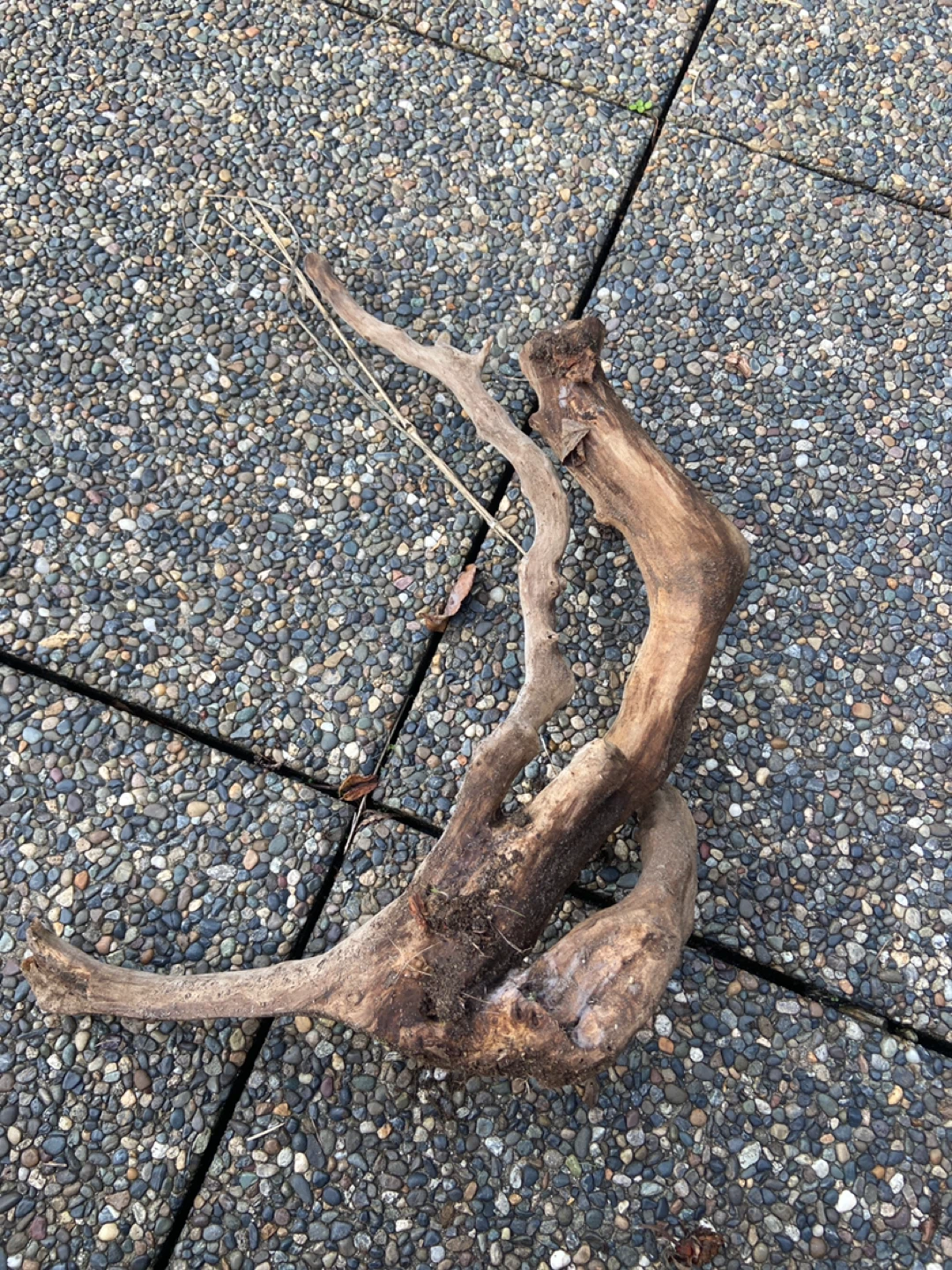 Drift wood for fish tanks - photo 2