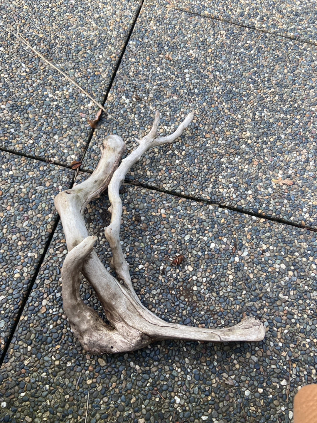 Drift wood for fish tanks - photo 3