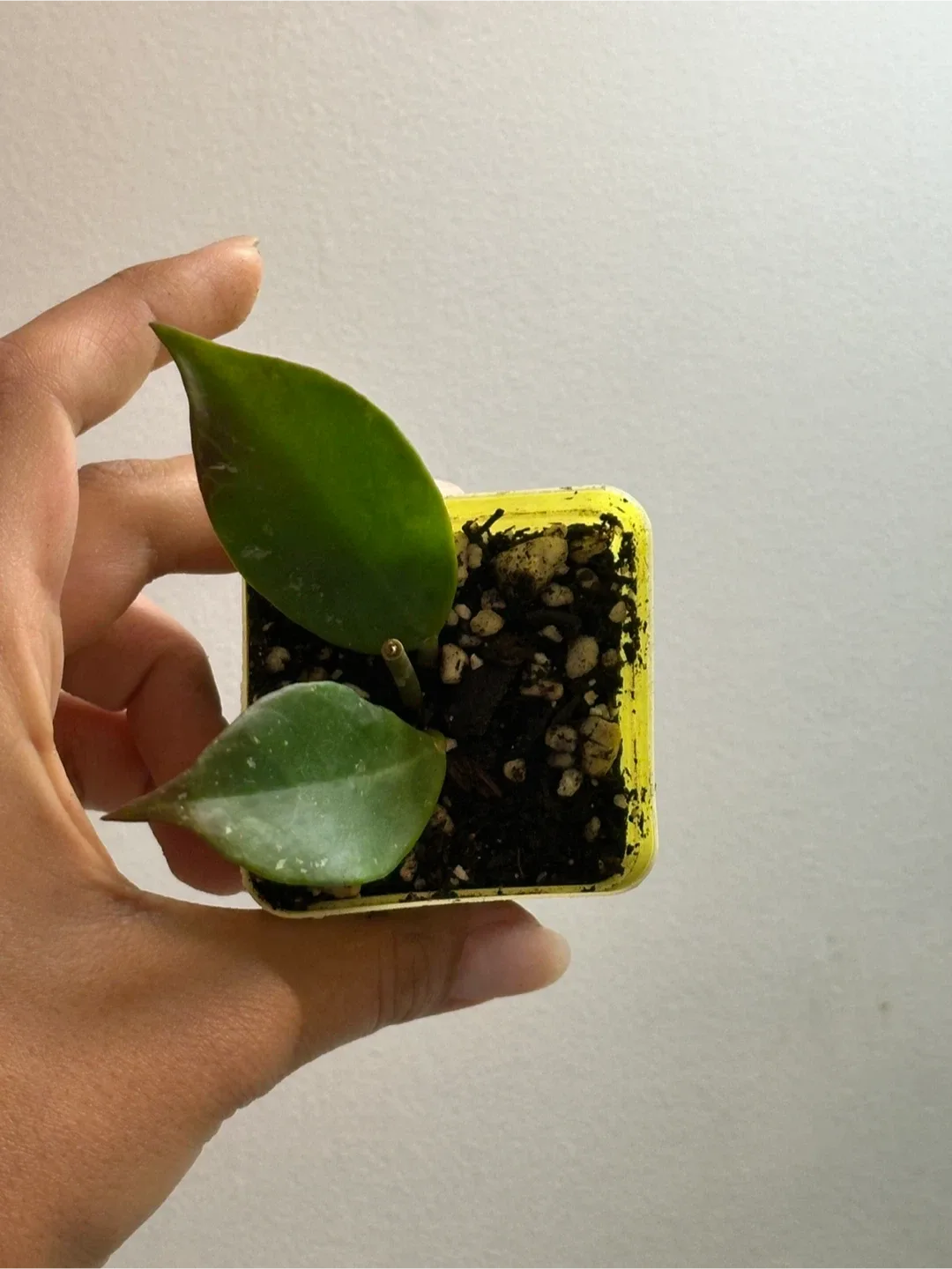 Hoya Sunrise Plant Small thumbnail