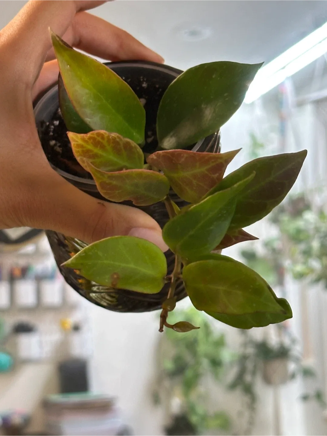 Hoya Sunrise Plant Medium thumbnail