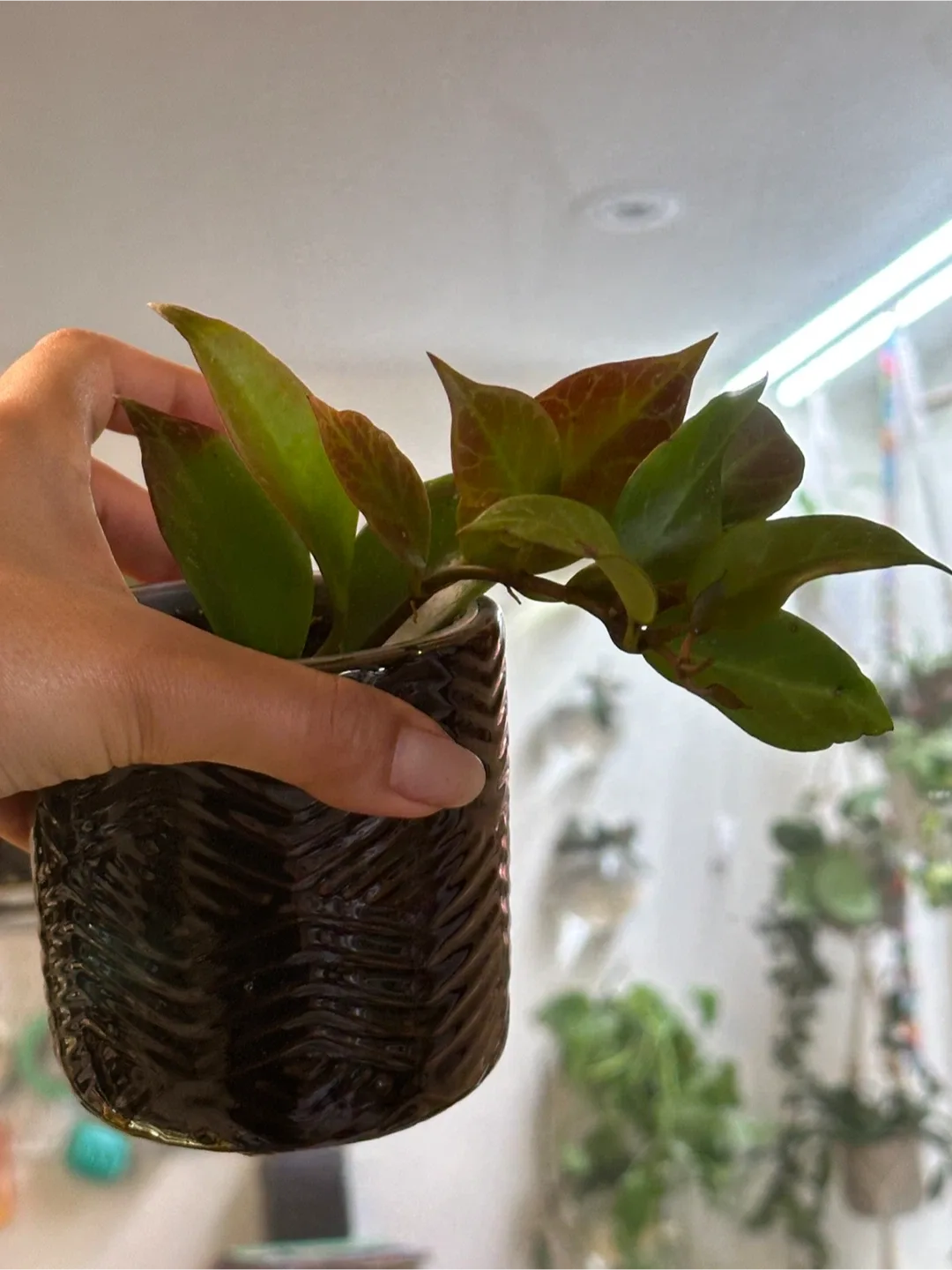 Hoya Sunrise Plant Medium image indicator(2)