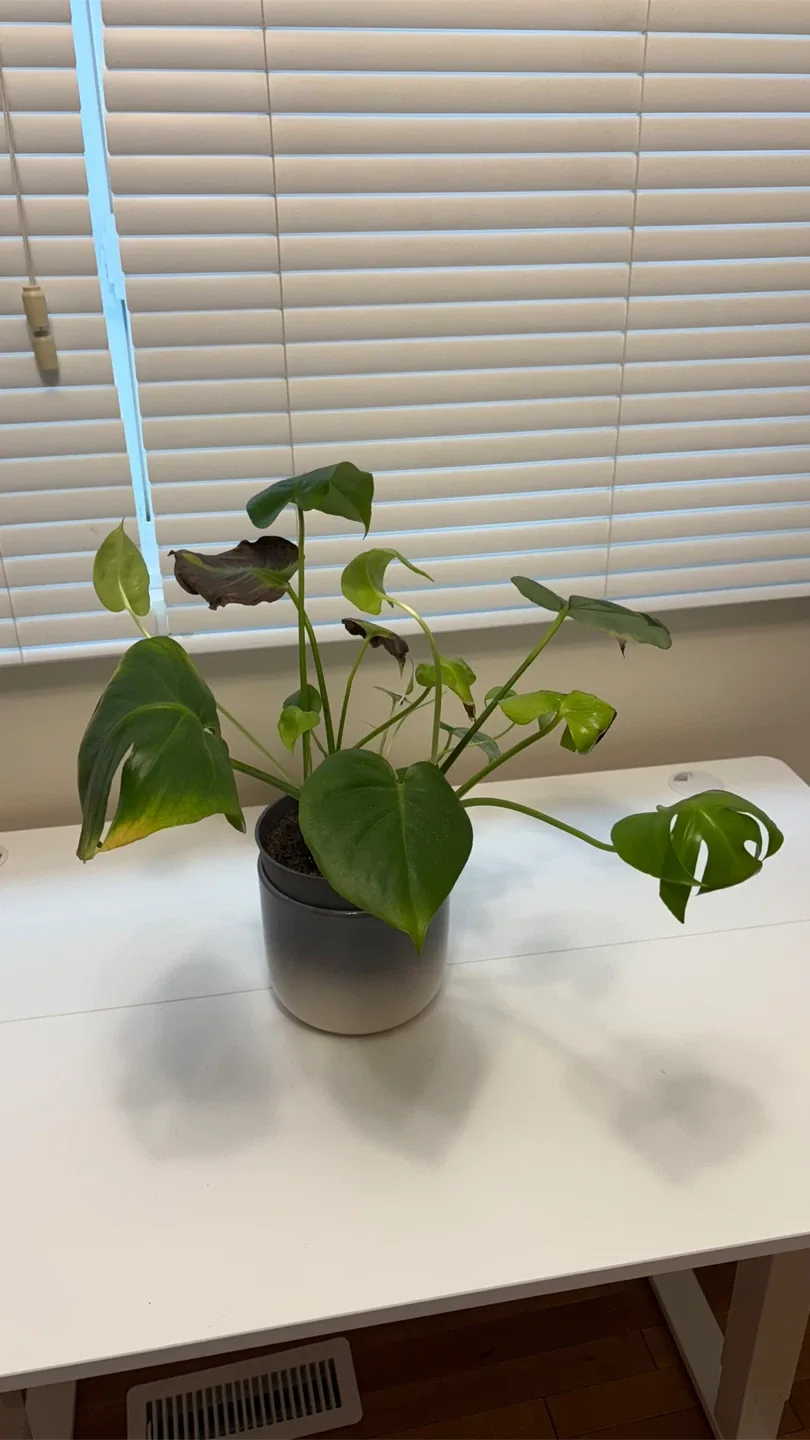 Monstera plant thumbnail