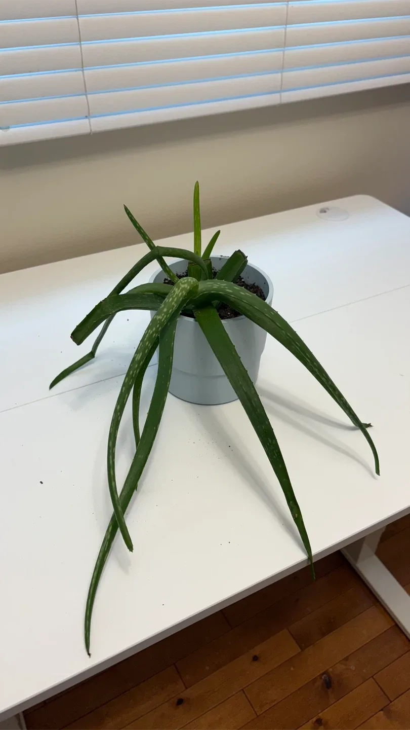 Aloe Vera Plant in Pot thumbnail