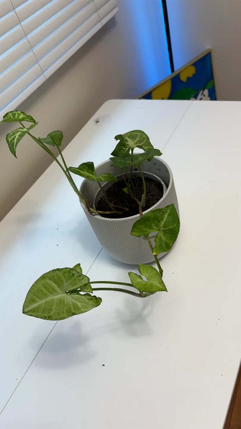 Arrowhead Plant in Grey Pot thumbnail