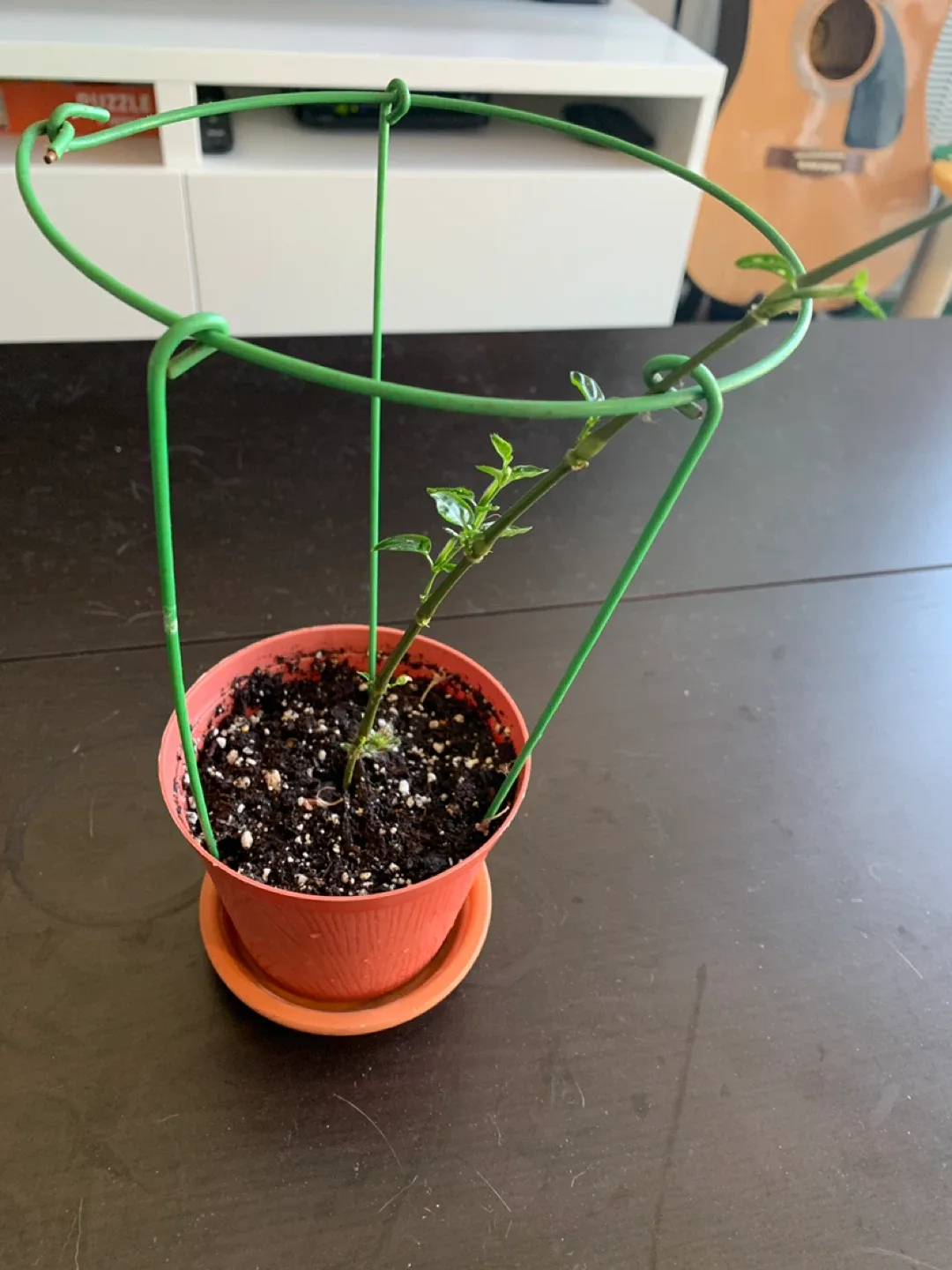 ❤️TRADE PLANT❤️ Polka dot plant with support! image indicator(3)