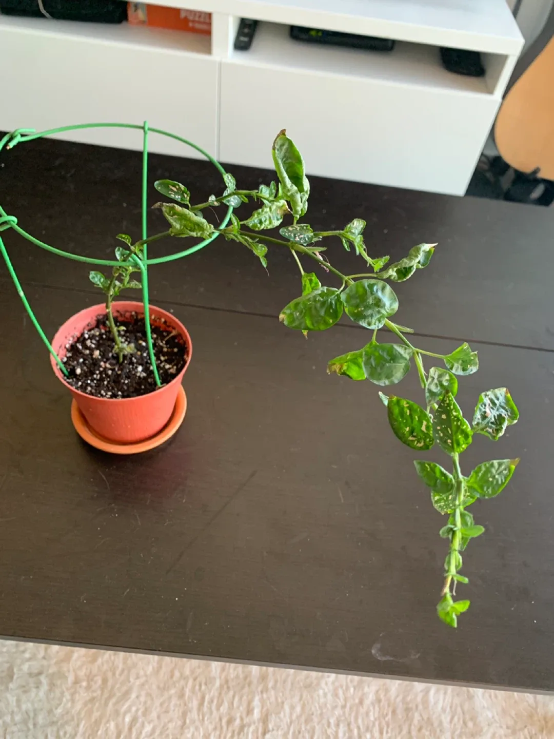 ❤️TRADE PLANT❤️ Polka dot plant with support! image indicator(2)