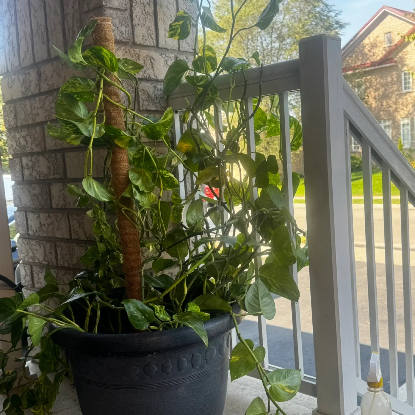 Golden Pothos Plants image indicator(3)