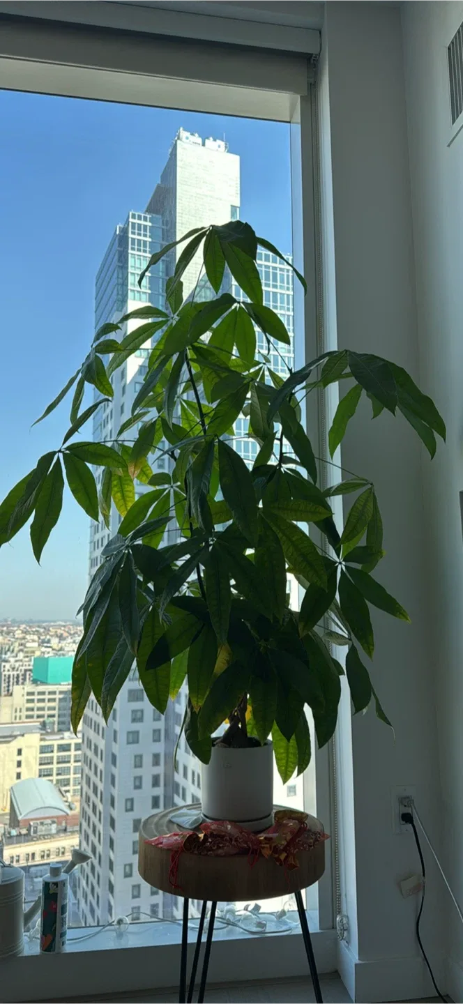 Money Tree including pit and dish