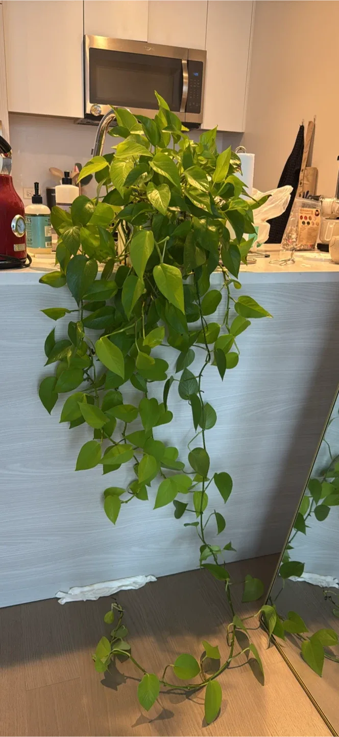 Jade Pothos including pot and dish