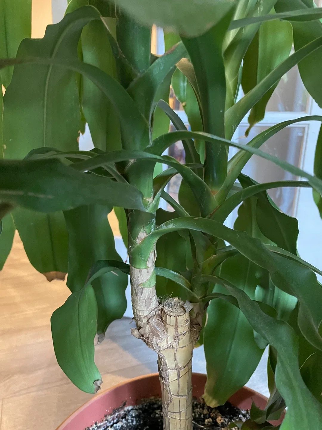 Dracaena Plant 61” tall 2 plants in 1 pot image indicator(2)