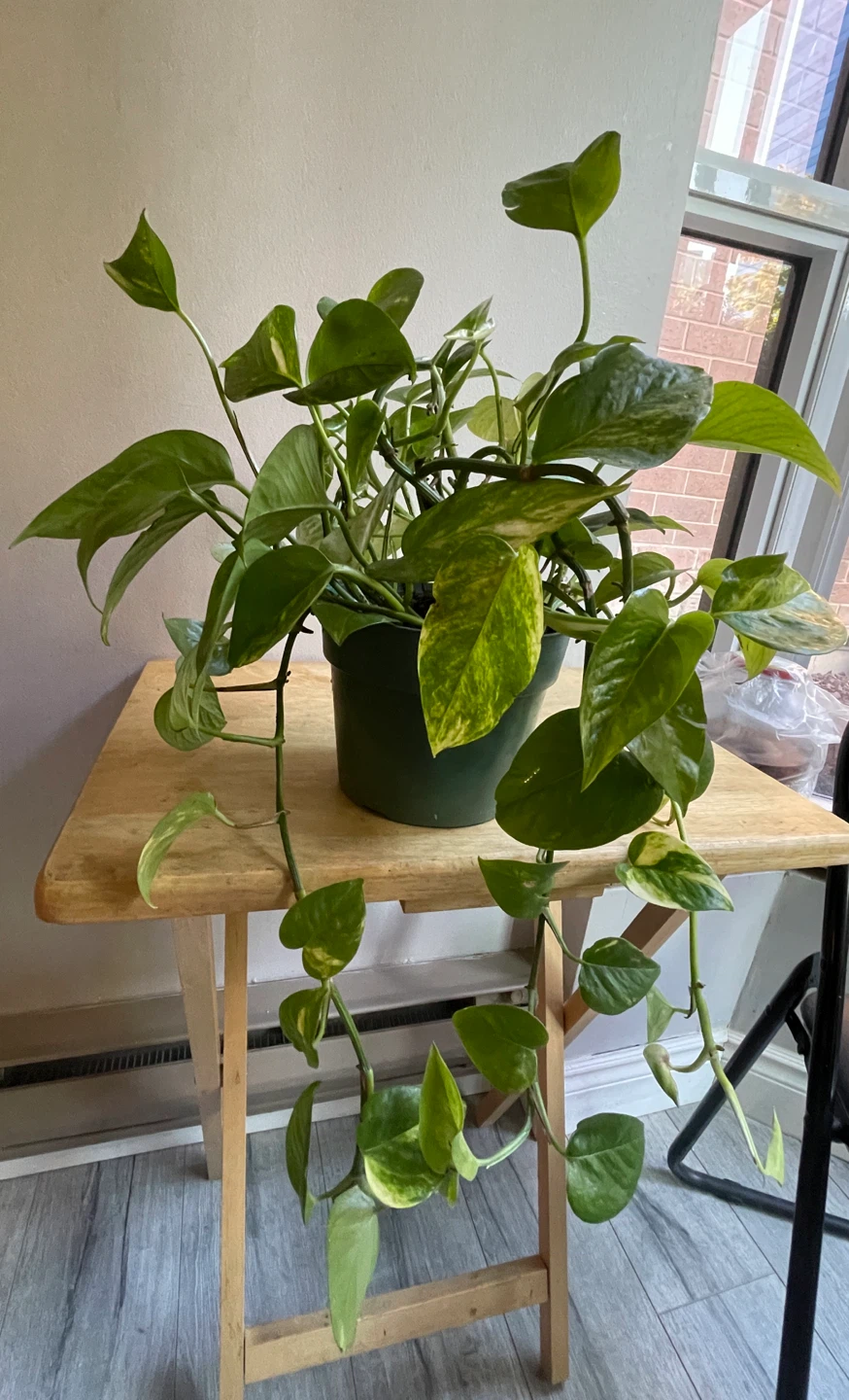 Large Golden Pothos Plant