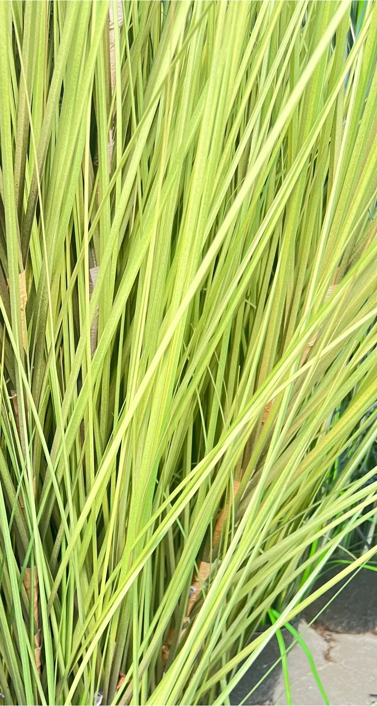 Plantas de hierbas para patio o casas image indicator(2)