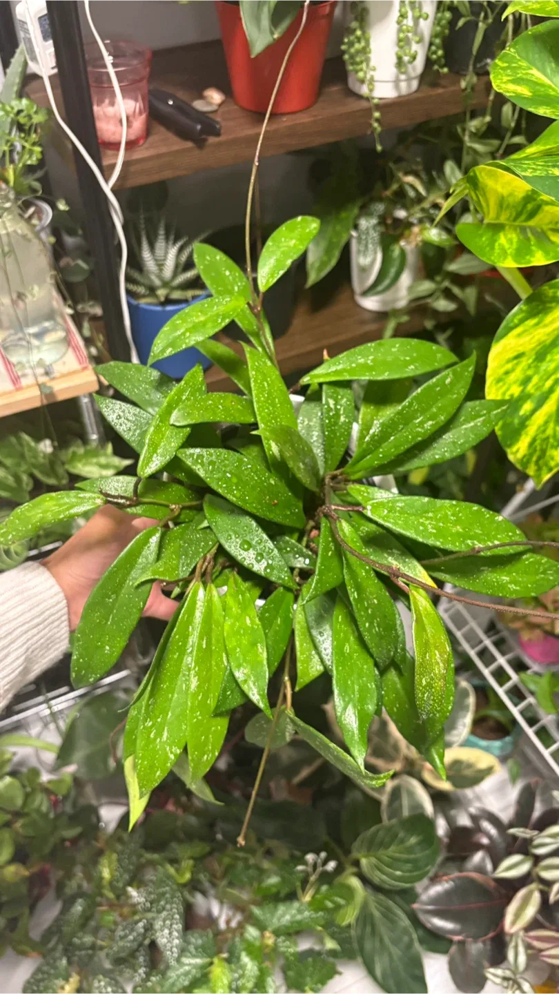 Hoya pubicalyx 'Splash'