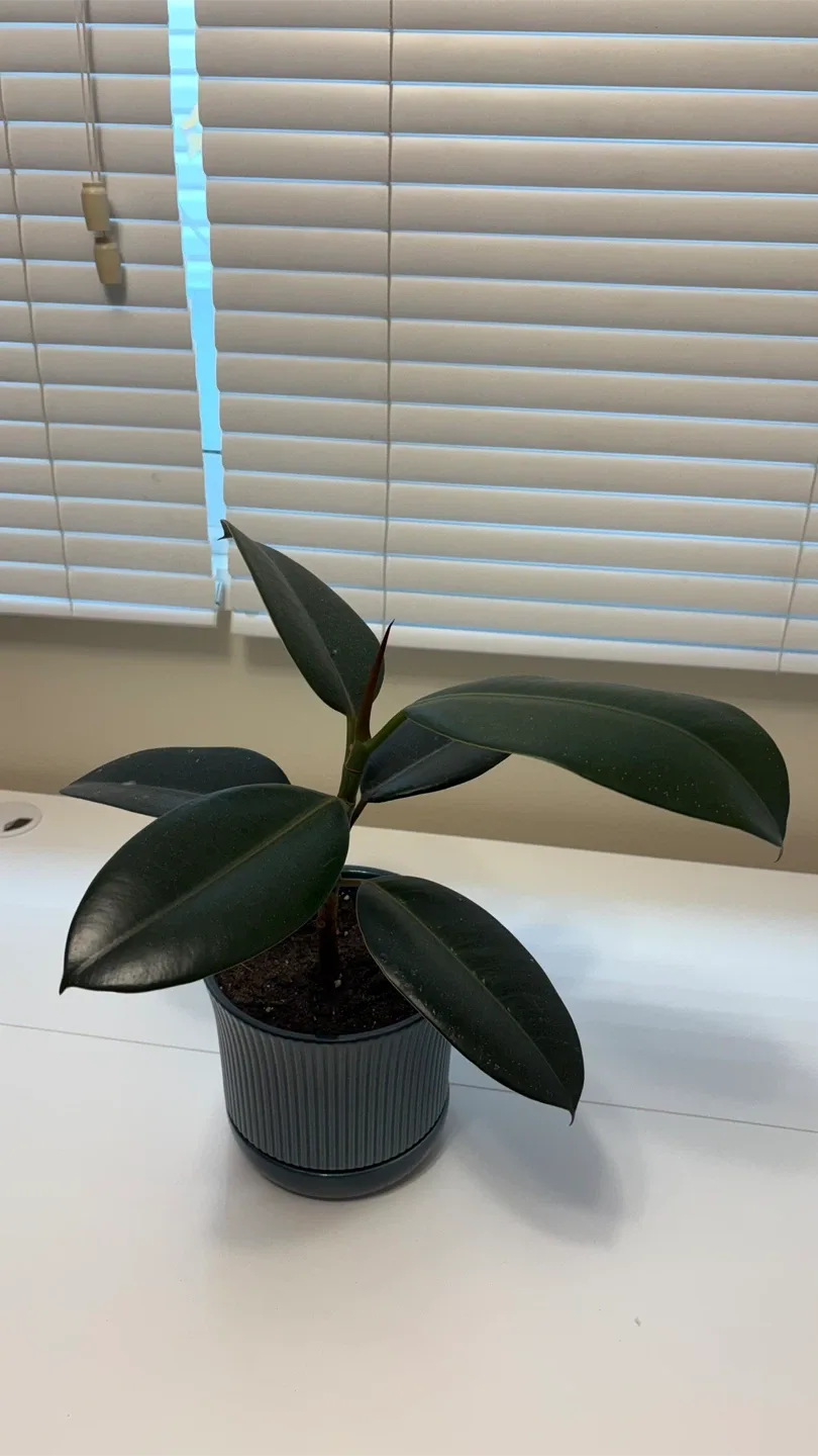 7 home plants thumbnail
