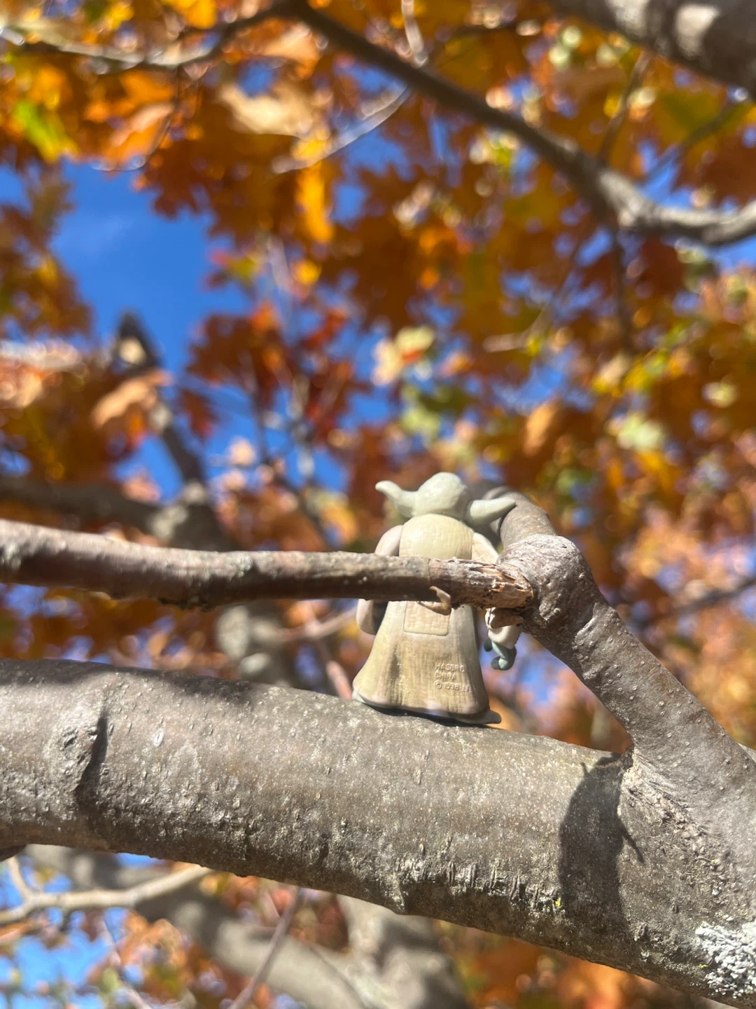 Mountain Yoda - photo 2