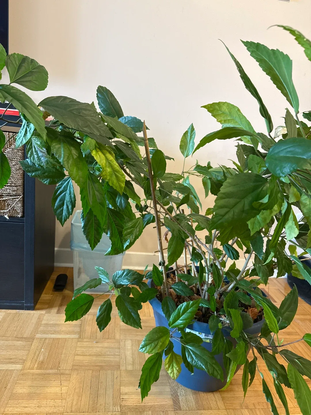 Plant looking for new home image indicator(2)