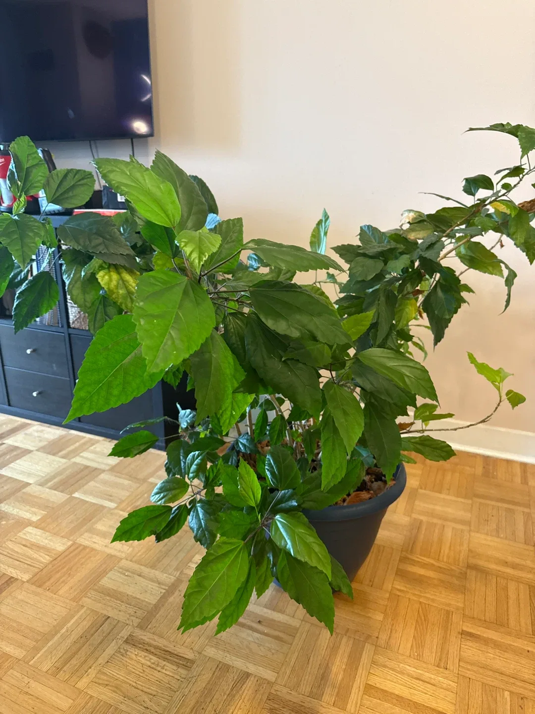 Plant looking for new home