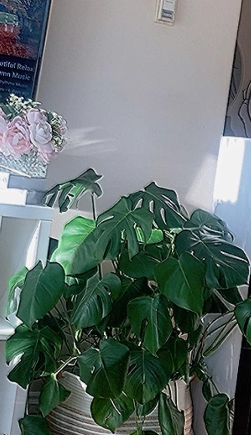 Monstera Plant thumbnail