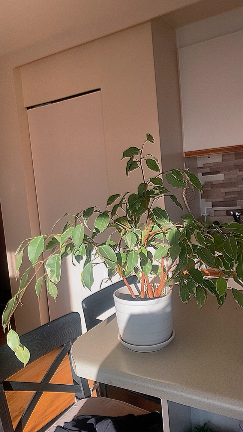 Ficus Benjamina Plant