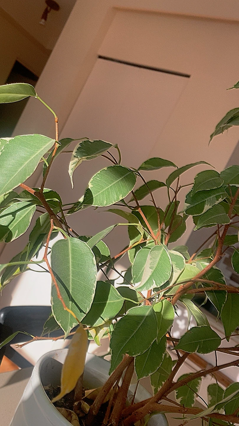 Ficus Benjamina Plant - photo 2