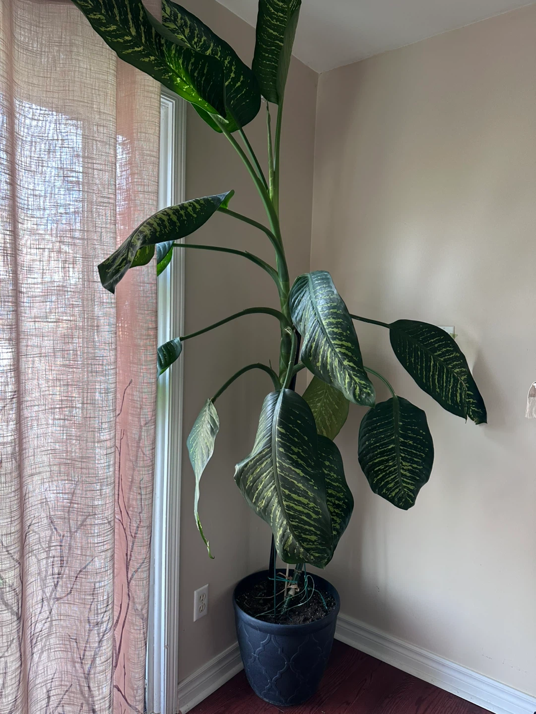 Dieffenbachia Plant