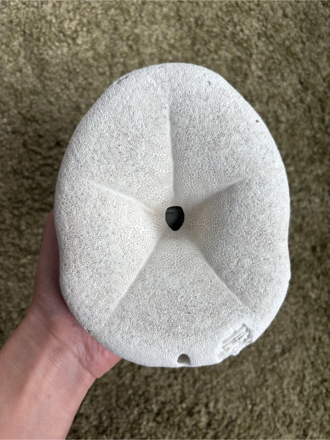 Sea biscuits, sand dollar, seashell, home decor image indicator(2)