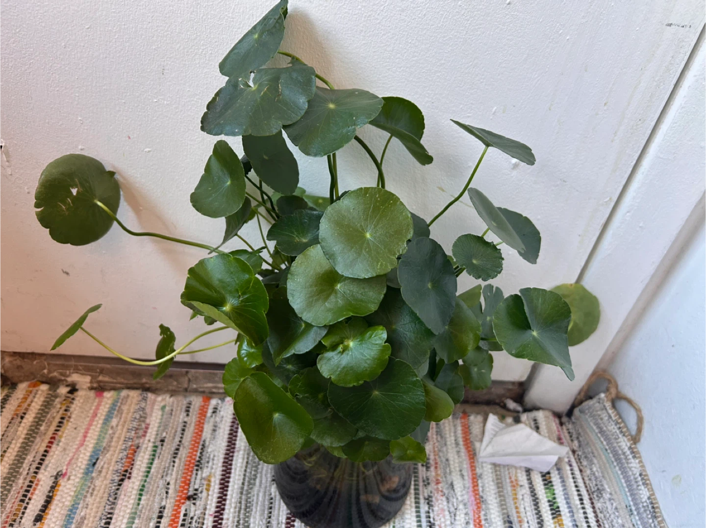 Pennyworth in a glass vase - photo 3