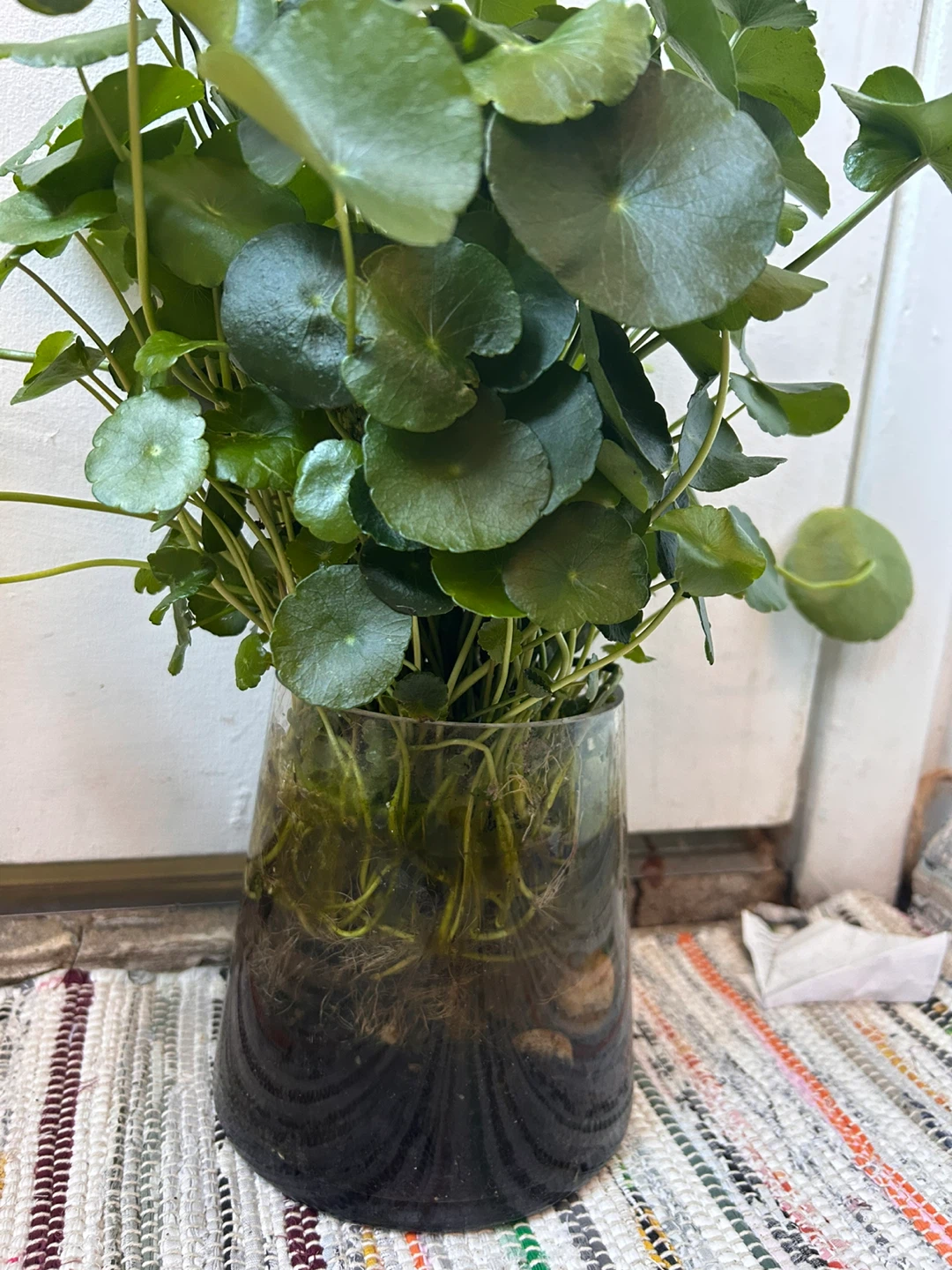 Pennyworth in a glass vase - photo 5