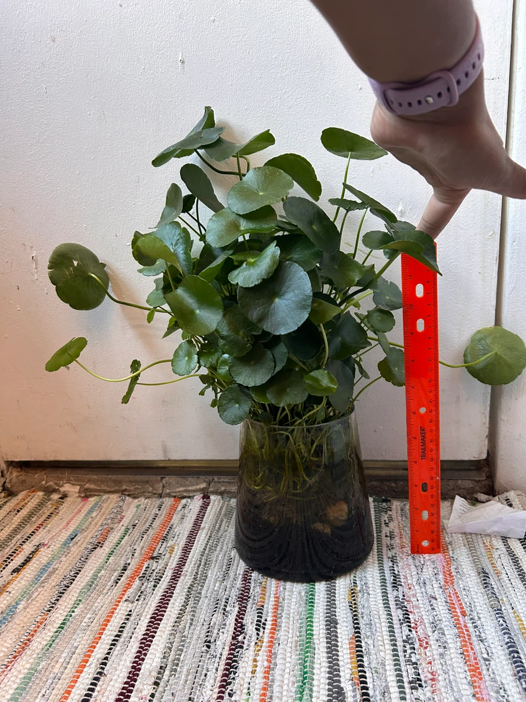 Pennyworth in a glass vase - photo 2