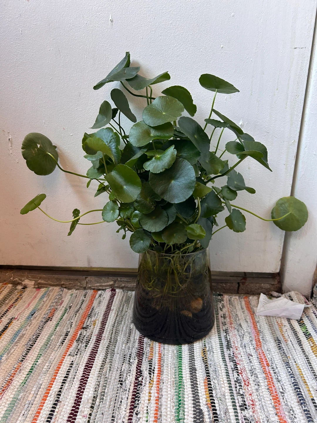 Pennyworth in a glass vase