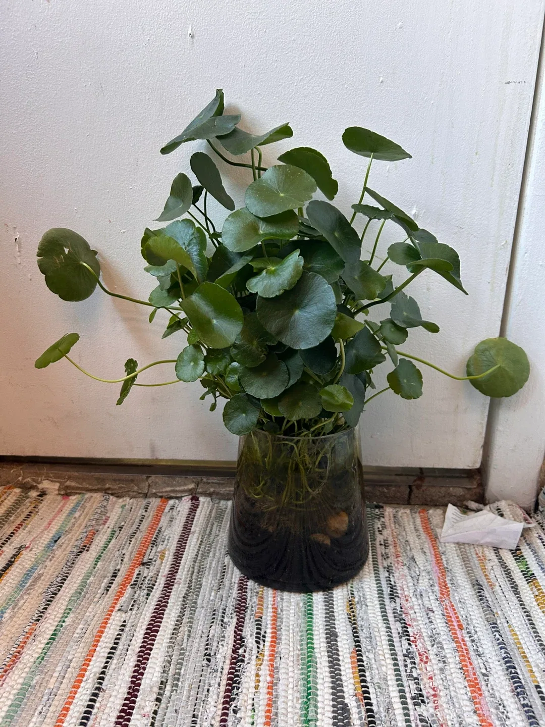 Pennyworth in a glass vase thumbnail