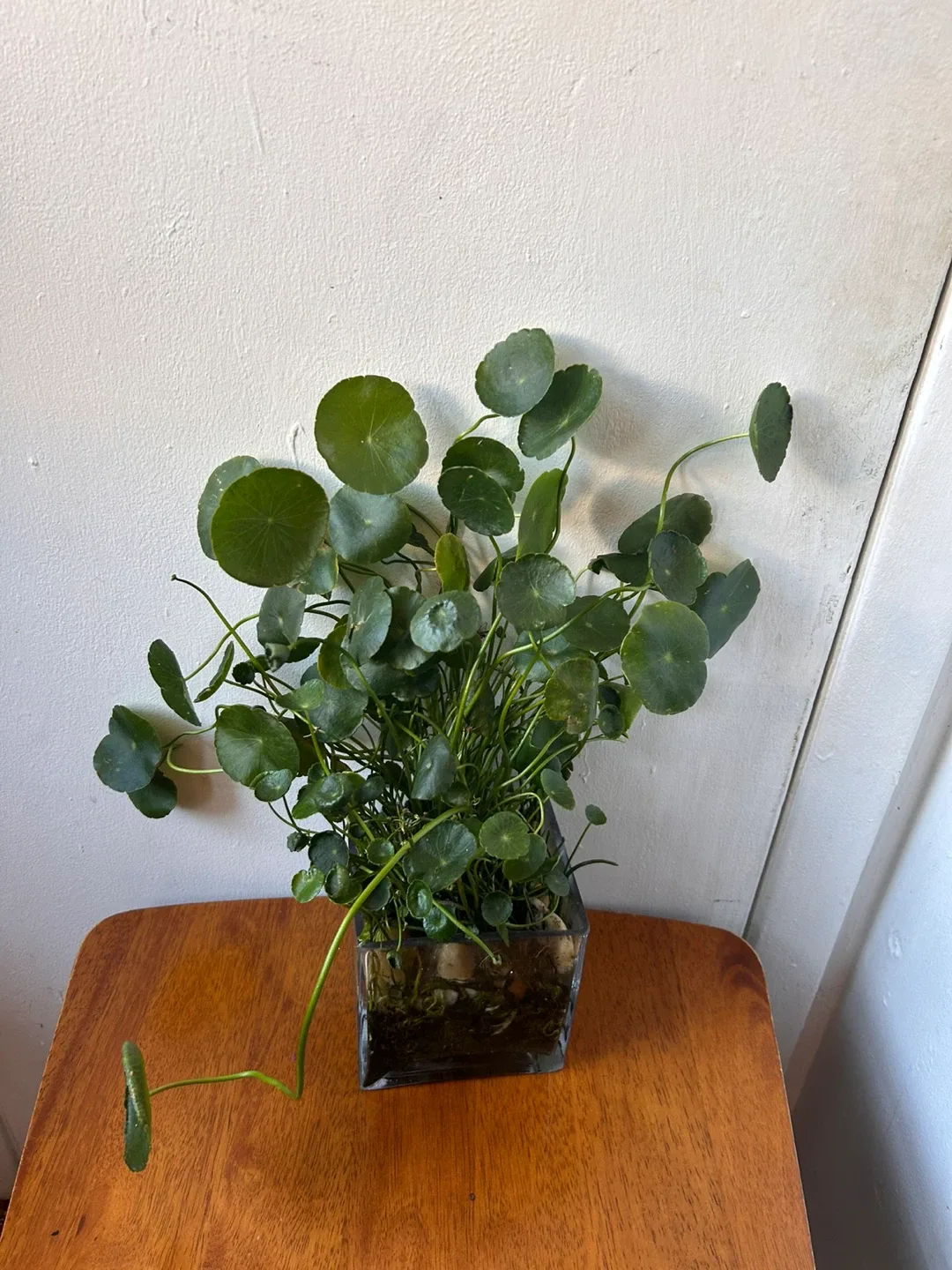 Pennyworth in a glass vase thumbnail