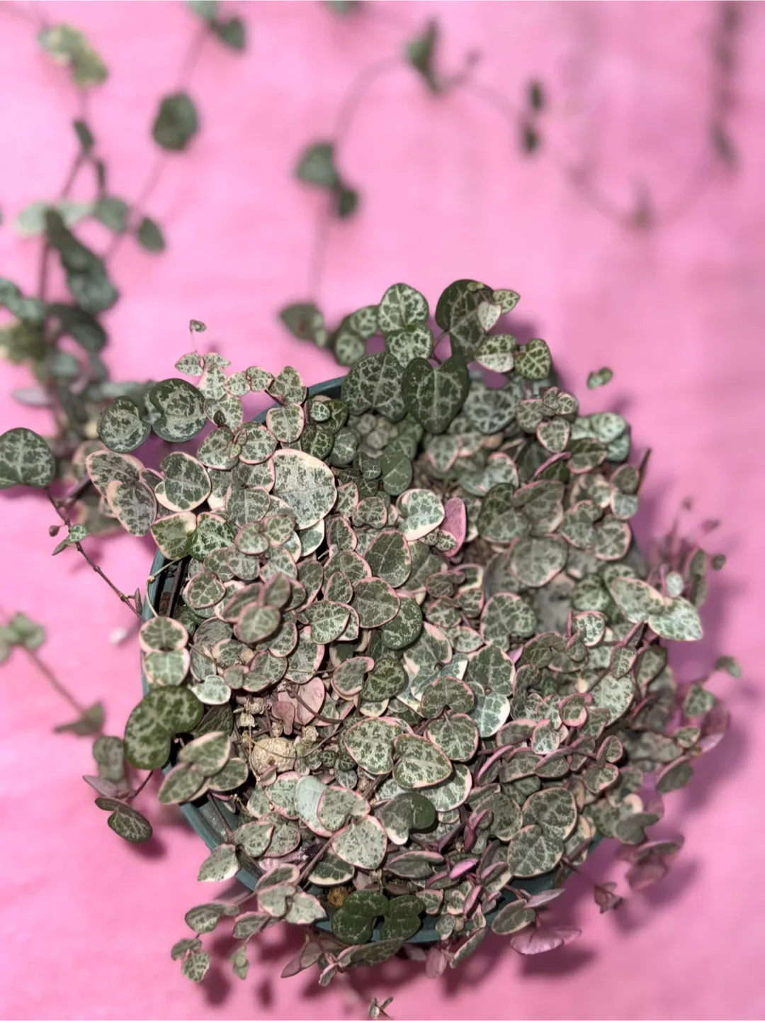 String of Hearts Plant image indicator(4)