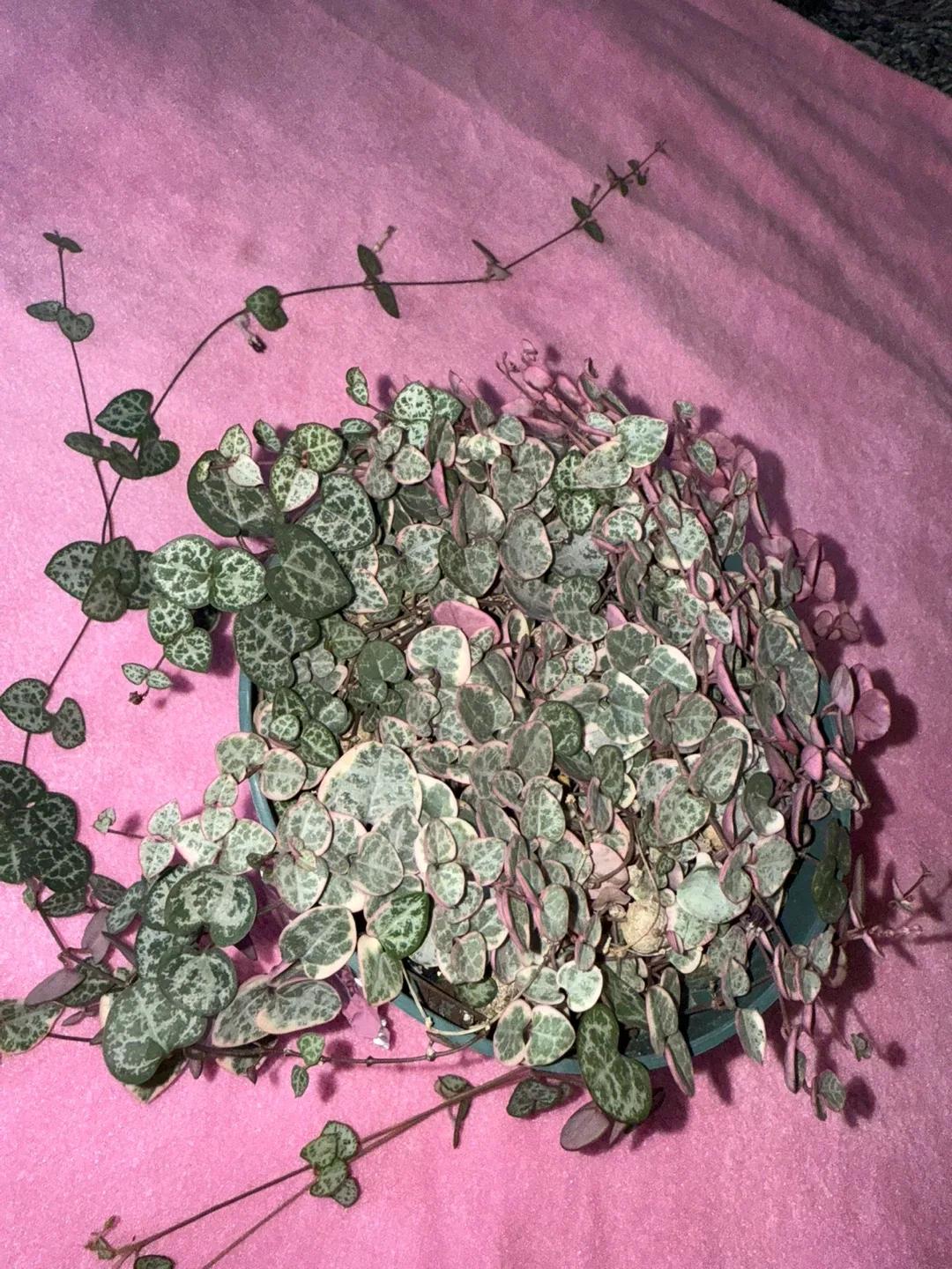 String of Hearts Plant image indicator(3)