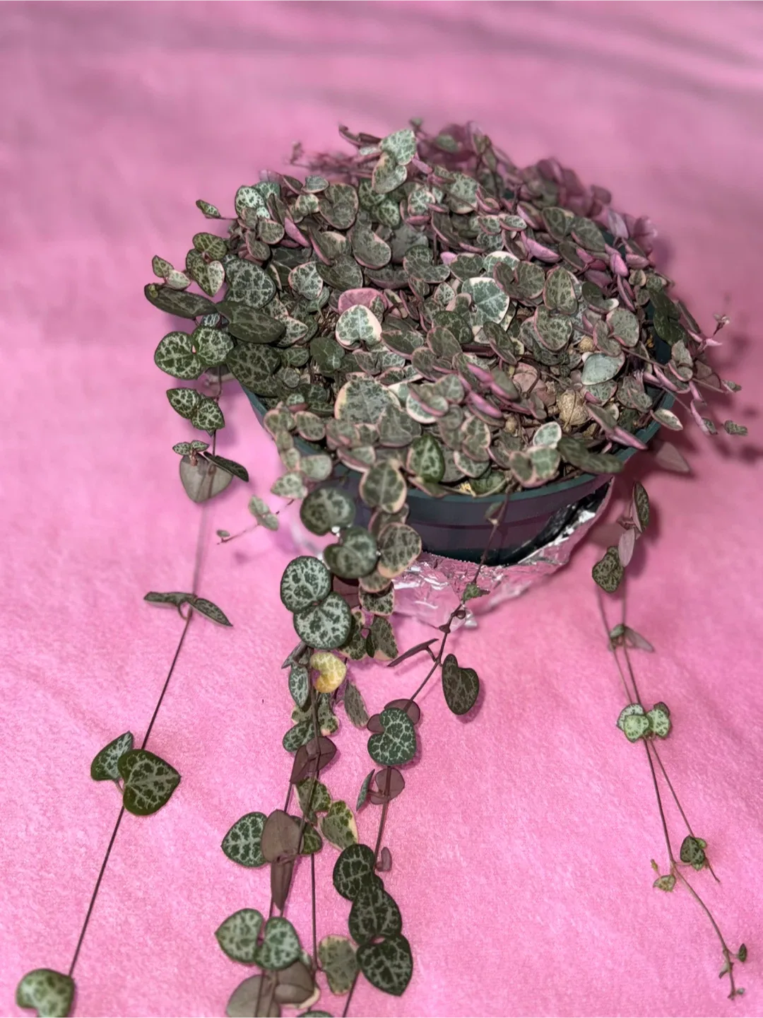 String of Hearts Plant image indicator(6)