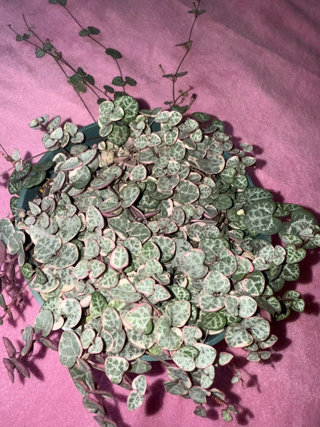 String of Hearts Plant image indicator(2)