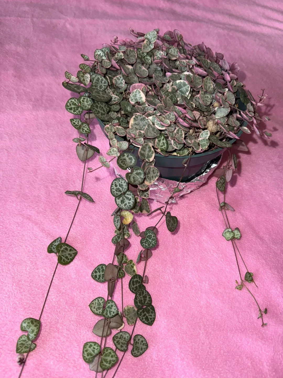 String of Hearts Plant image indicator(5)