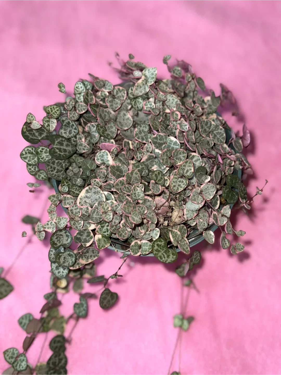 String of Hearts Plant image indicator(7)