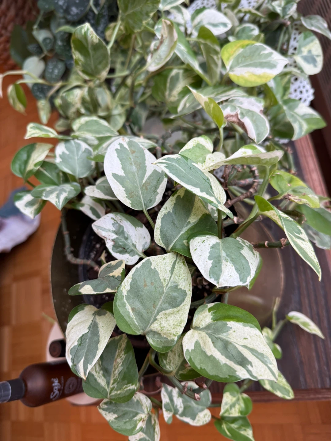 Pothos Plant - photo 4