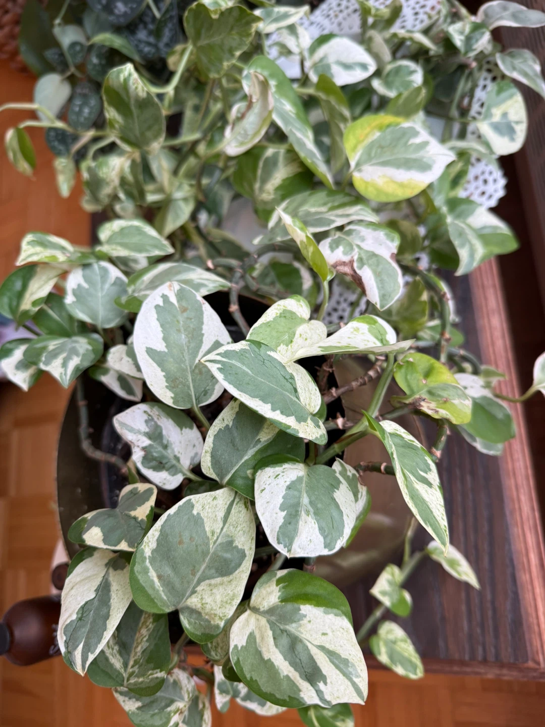 Pothos Plant - photo 3