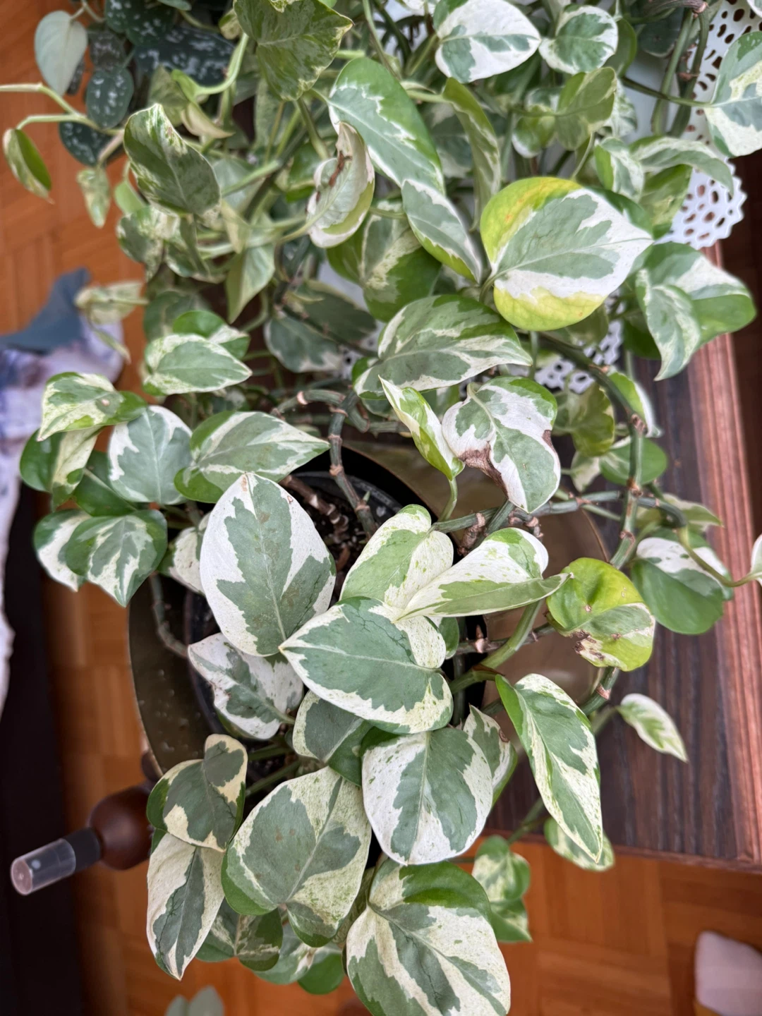Pothos Plant - photo 2