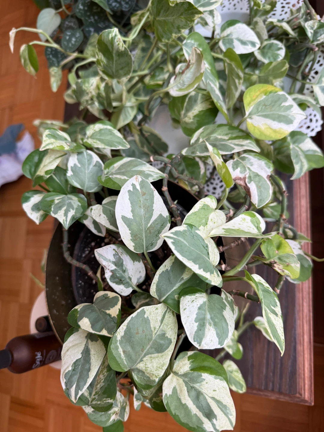 Pothos Plant