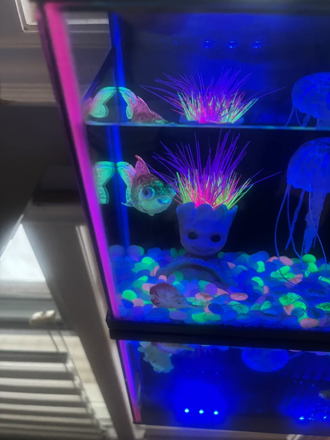 Top Fin Aquarium image indicator(4)