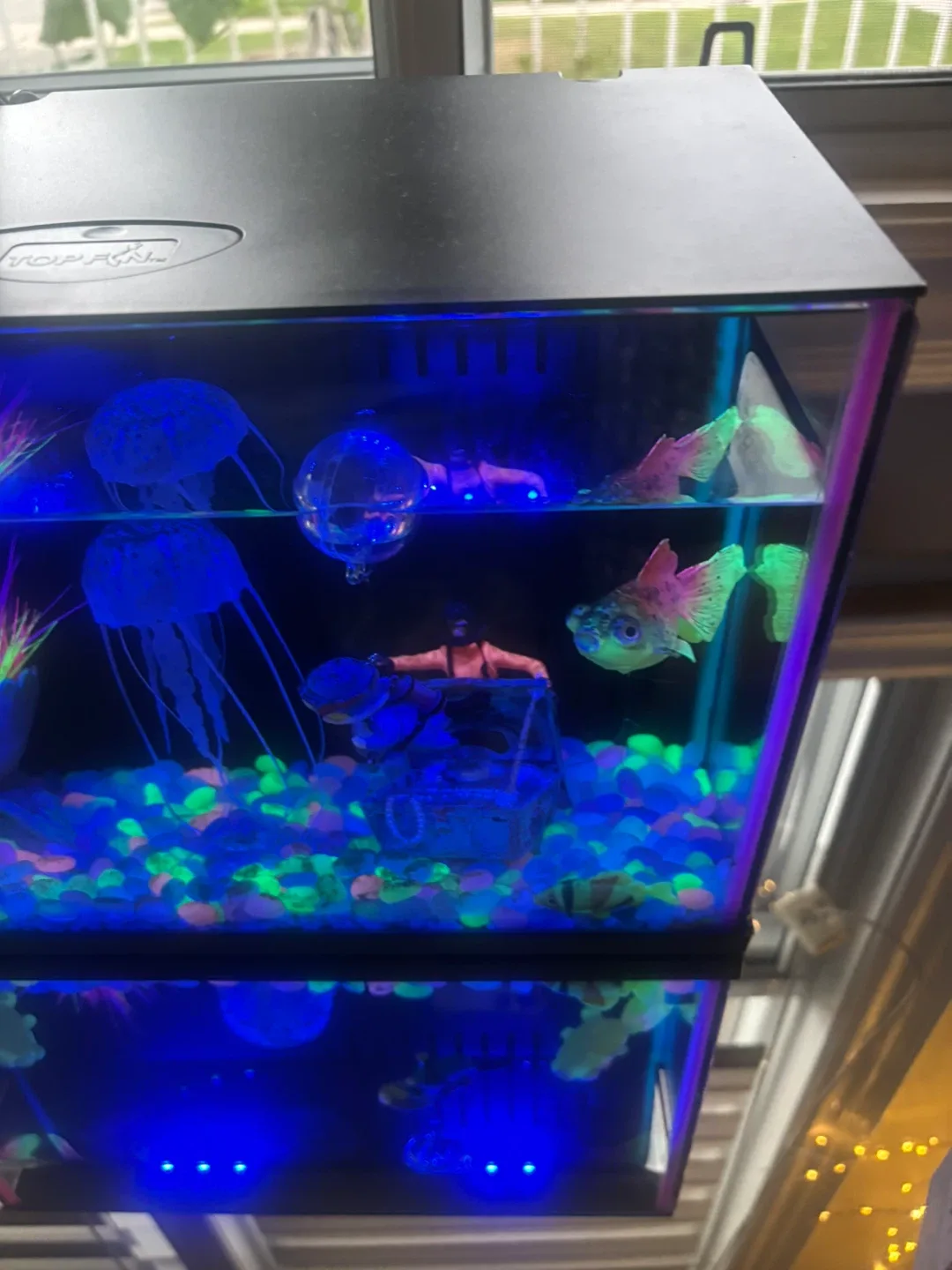 Top Fin Aquarium image indicator(5)