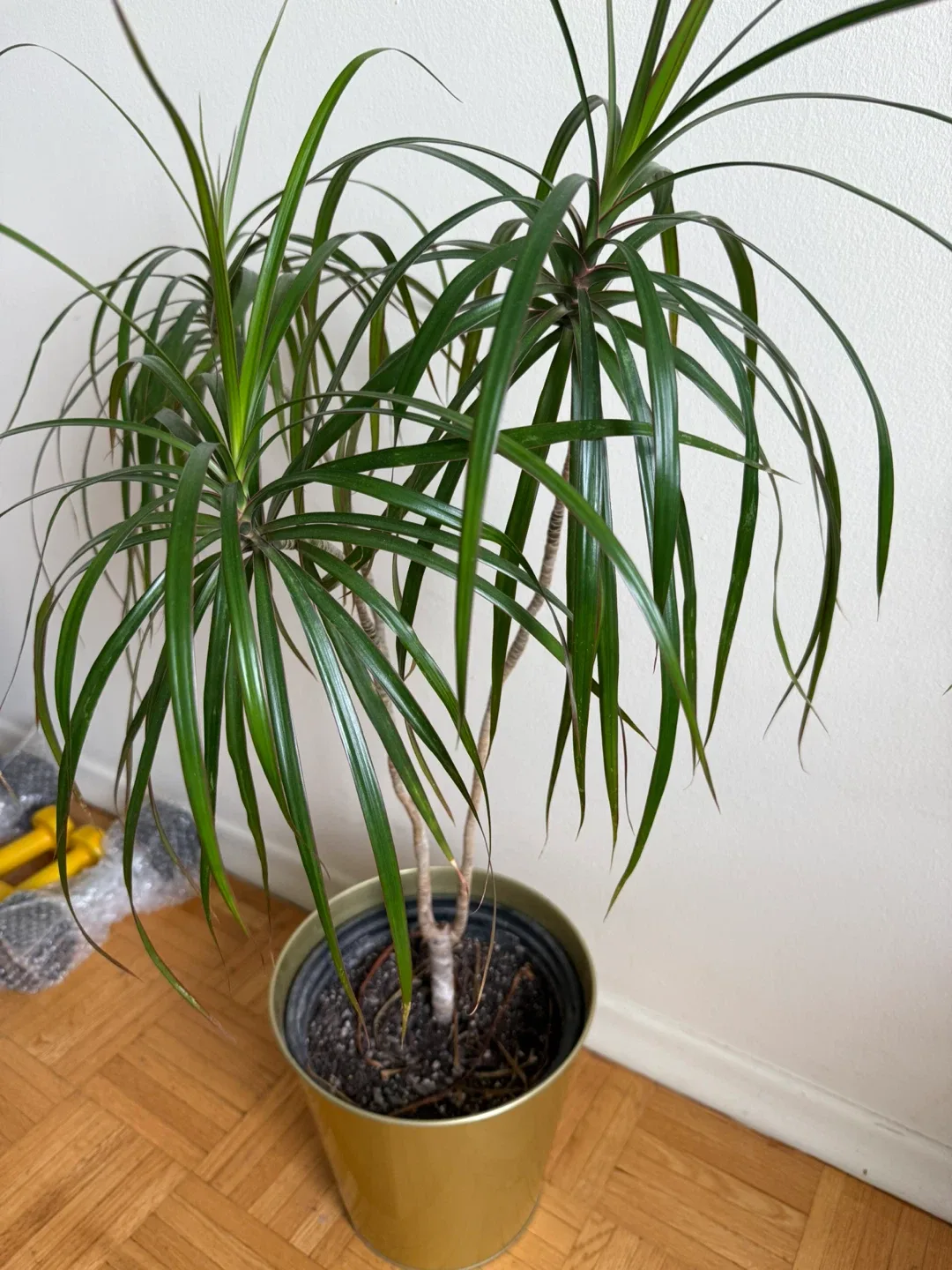 Dracaena Marginata Plant image indicator(2)