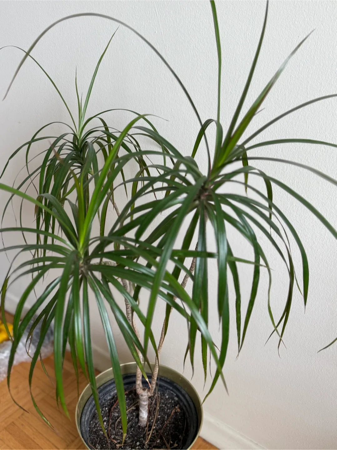 Dracaena Marginata Plant image indicator(4)