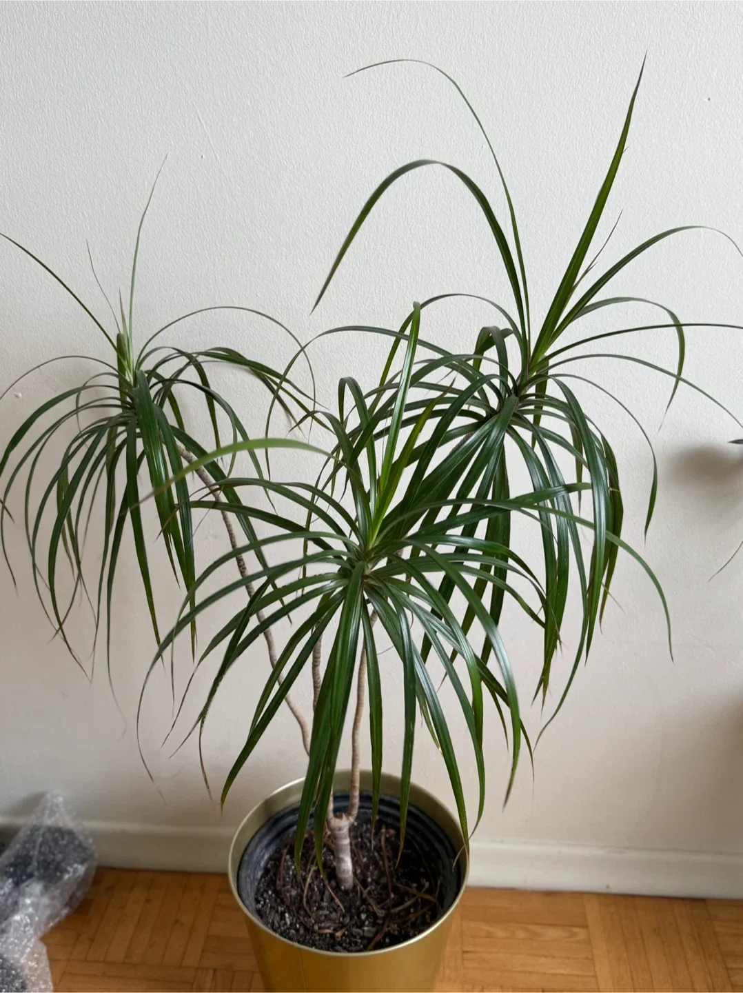 Dracaena Marginata Plant image indicator(3)
