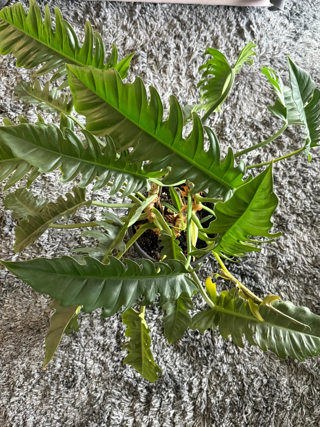 Philodendron 'Jungle Boogie' Plant - photo 3