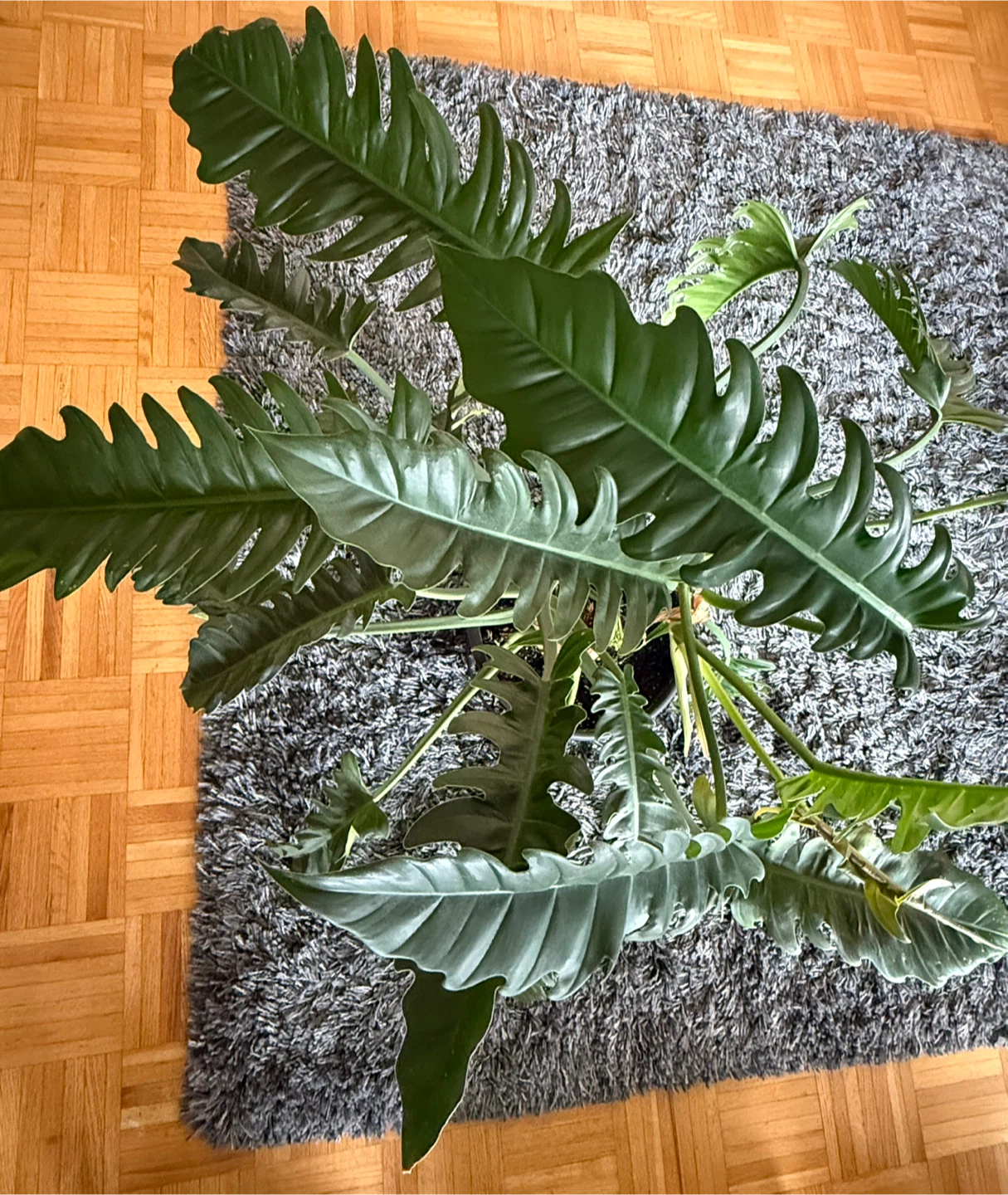 Philodendron 'Jungle Boogie' Plant
