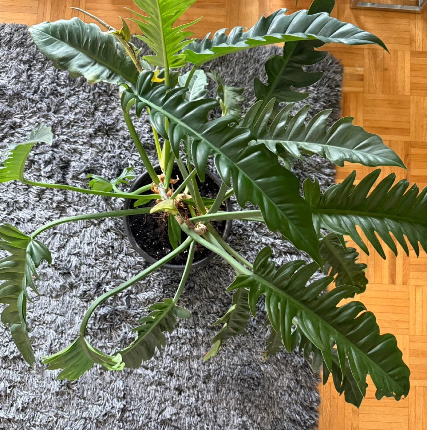 Philodendron 'Jungle Boogie' Plant - photo 2